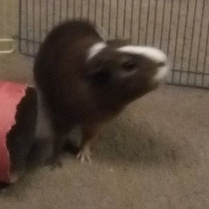 Meet your Posher, Emily